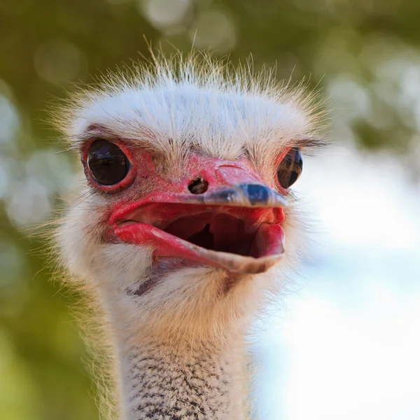 Avestruz pássaro em close-up — Fotografia de Stock