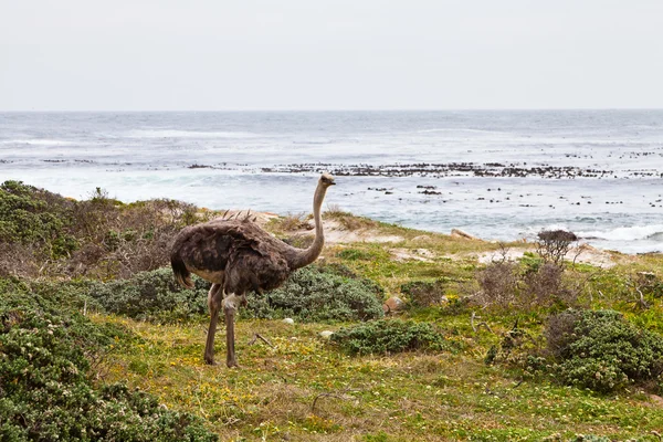 Straußvögel auf einer Wiese — Stockfoto