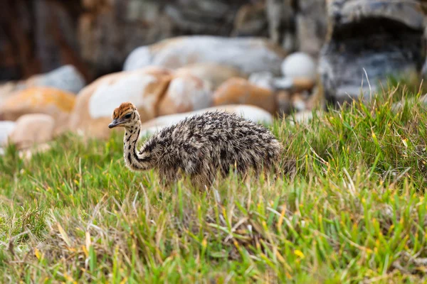 Küçük genç devekuşu otlak içinde yürüyüş — Stok fotoğraf
