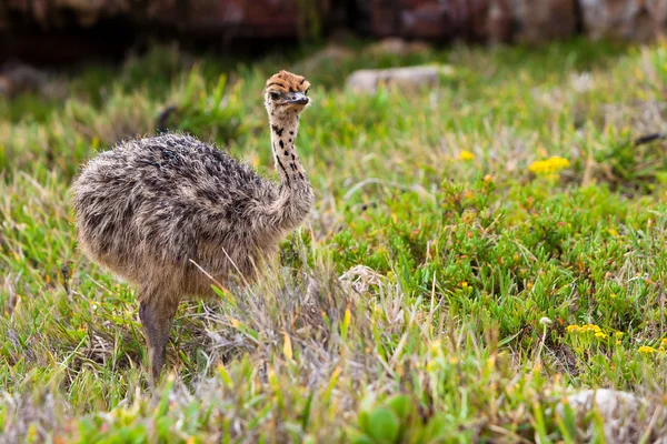 Small young ostrich walking in grassland — Stock Photo, Image