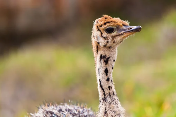 Pequena avestruz jovem andando em pastagens — Fotografia de Stock