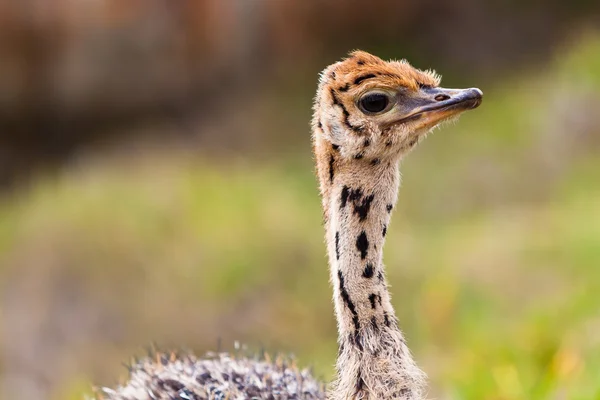 Små unga struts promenader i gräsmark — Stockfoto