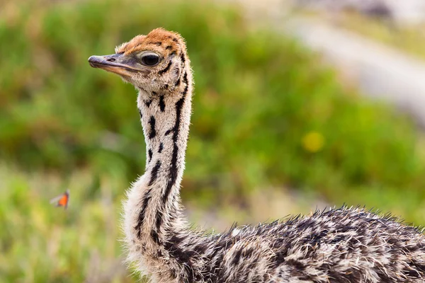 Small young ostrich walking in grassland — Stock Photo, Image