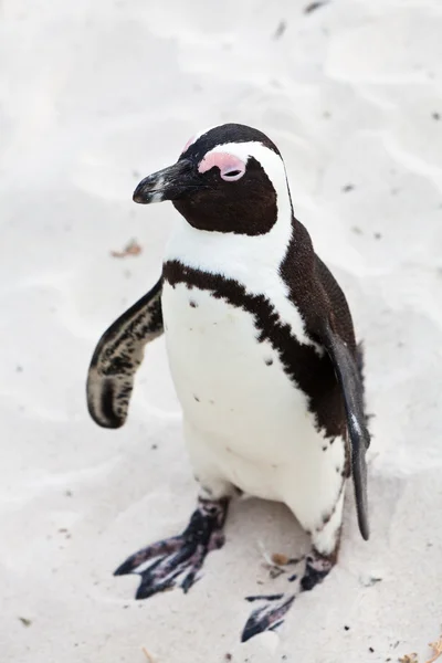 Black-footed african penguin in close up — Stock Photo, Image