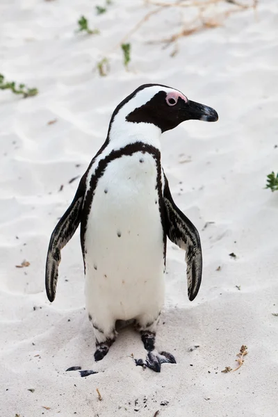 Черноногий африканский пингвин вблизи — стоковое фото