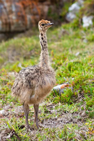 Pequeño avestruz joven caminando en pastizales — Foto de Stock