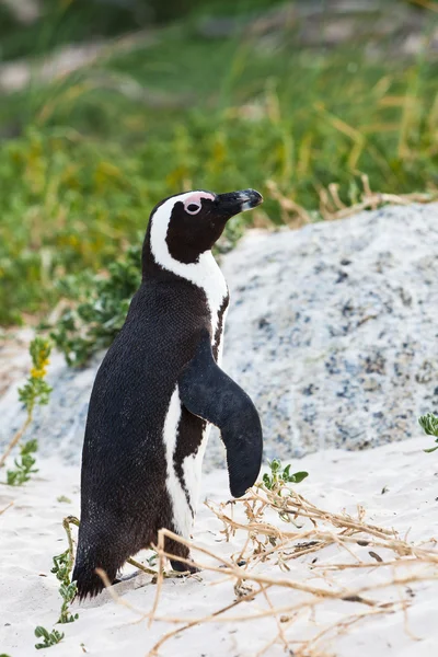 Pingüino africano de patas negras caminando — Foto de Stock