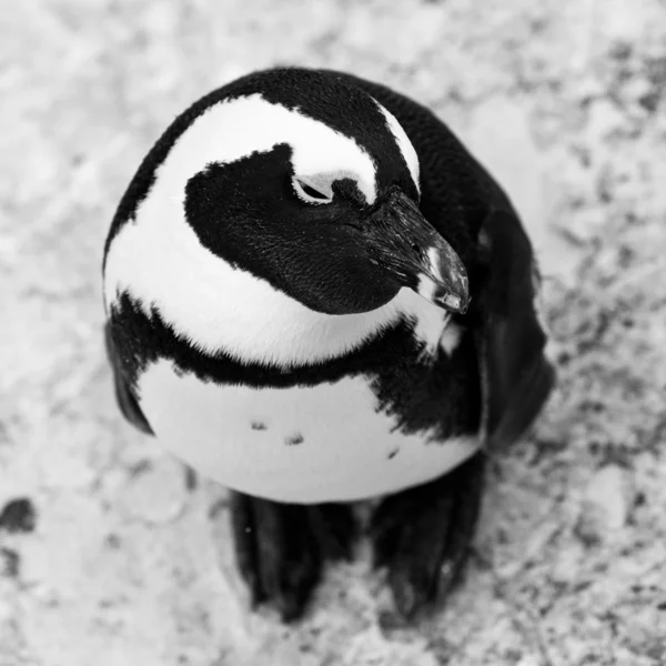 Pingüino africano de patas negras en primer plano — Foto de Stock