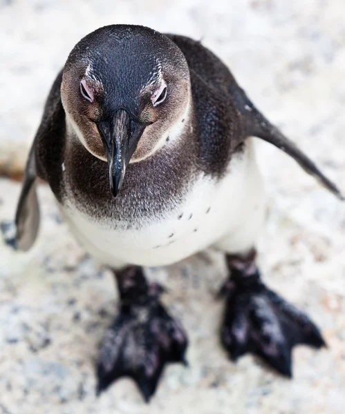 Sort-footed afrikansk pingvin i nærbillede - Stock-foto
