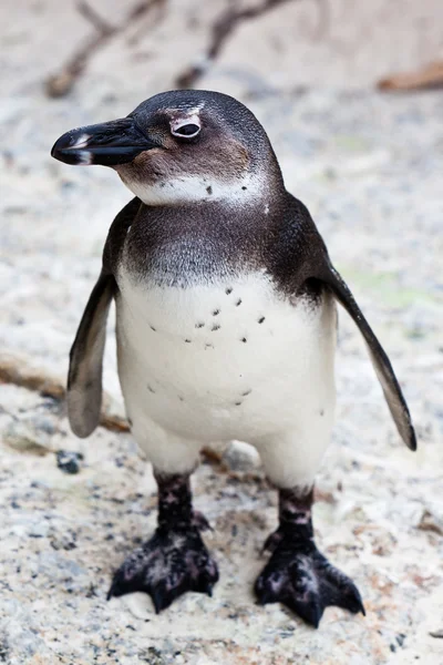 Черноногий африканский пингвин вблизи — стоковое фото