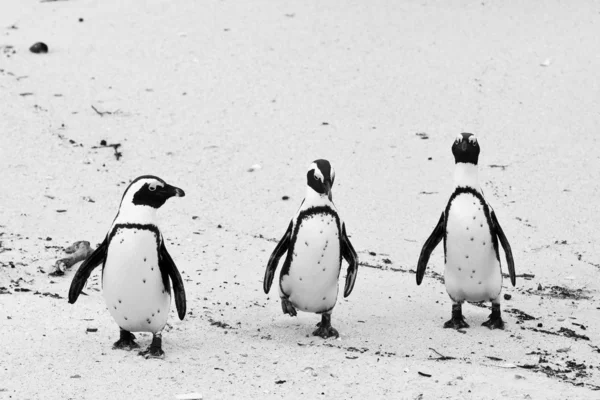 Three black-footed african penguin — Zdjęcie stockowe