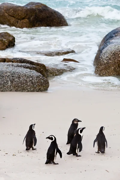 Zwart-footed Afrikaanse pinguïns op het strand — Stockfoto