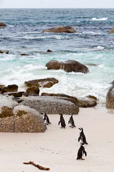 Zwart-footed Afrikaanse pinguïns op het strand — Stockfoto