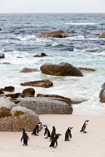 Pingouins africains à pieds noirs sur la plage — Photo