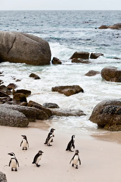 Czarny footed afrykańskich pingwiny na plaży — Zdjęcie stockowe