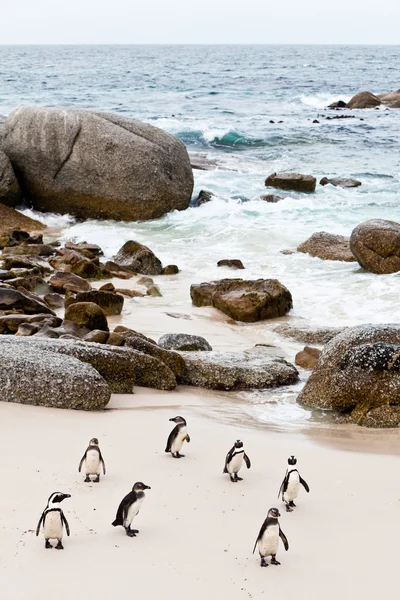 Kara ayaklı Afrika penguenler sahilde — Stok fotoğraf