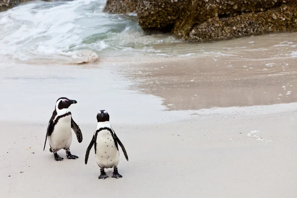 Pingüinos africanos de patas negras en la playa — Foto de Stock