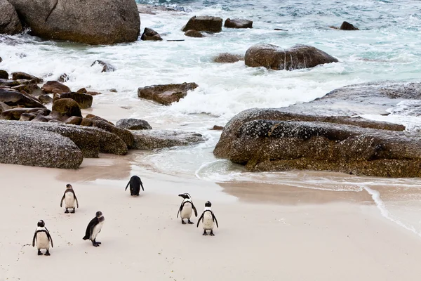 Kara ayaklı Afrika penguenler sahilde — Stok fotoğraf