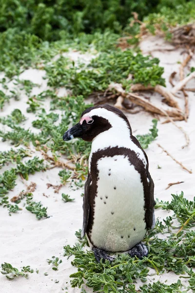 Czarny footed Afrykańskiego pingwina w z bliska — Zdjęcie stockowe