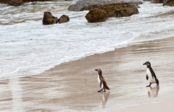 Pingüinos africanos de patas negras en la playa — Foto de Stock
