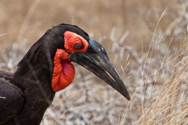 Güney Afrika'da closeup Kartallar kuş türü