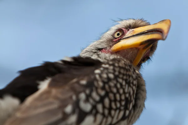 Hornbill bird in South Africa seen from below — Stock Photo, Image