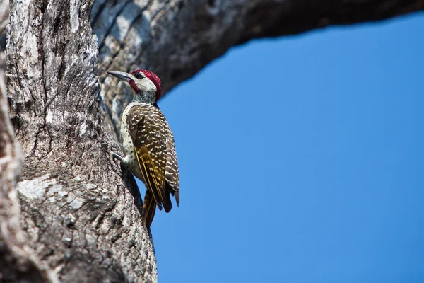 Picchio uccello su un albero — Foto Stock