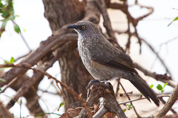 Oiseau étourneau gris assis sur une branche — Photo