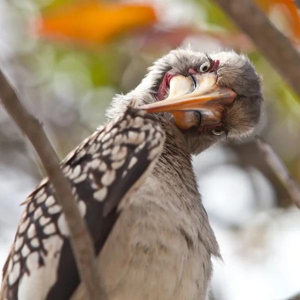 Dzioborożec ptak w Republice Południowej Afryki, szuka ciekawych — Zdjęcie stockowe