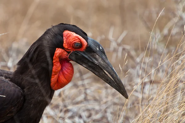 Güney Afrika'da closeup Kartallar kuş türü — Stok fotoğraf
