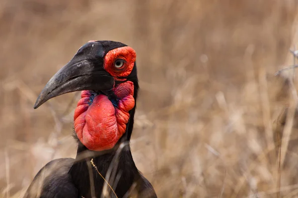 Hornbill bird en Sudáfrica en primer plano —  Fotos de Stock