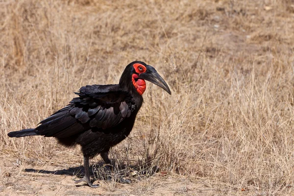 Hornbill fågel går på marken — Stockfoto