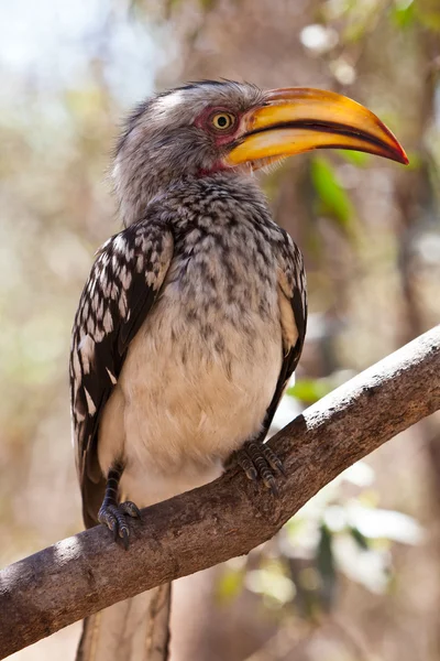 Neushoornvogel vogel in Zuid-aafrica zitten in een boom — Stockfoto