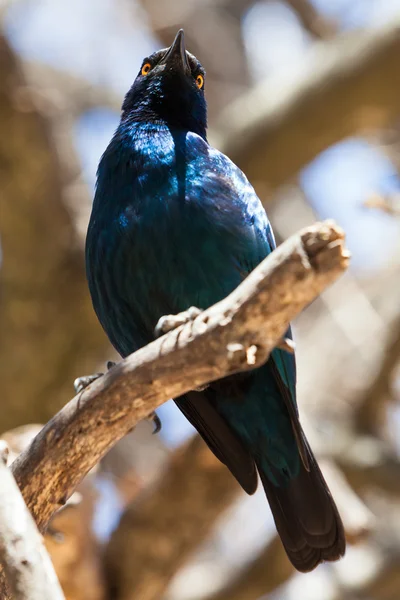 Pássaro esterlina azul sentado em uma árvore — Fotografia de Stock