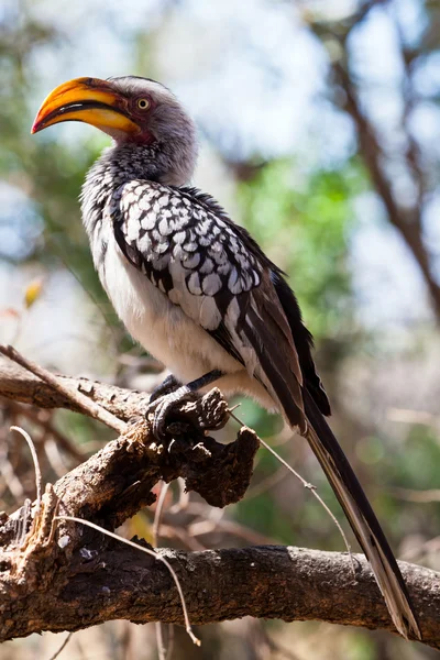 Neushoornvogel vogel in Zuid-aafrica zitten in een boom — Stockfoto