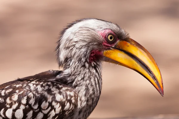 Hornbill pták v Jihoafrické republice v detailním — Stock fotografie
