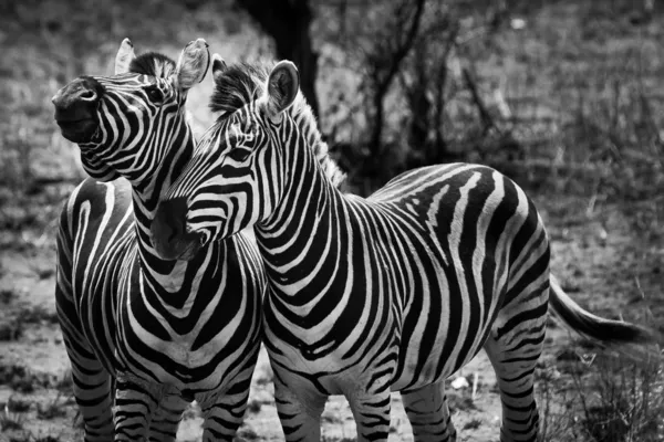 iki zebra hayvanı yakın çekim
