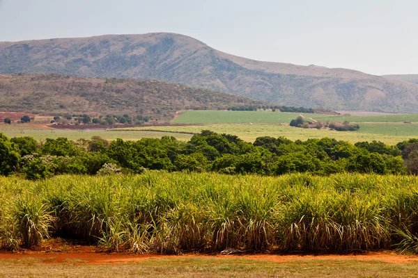 Sockerrör fältet i en dal — Stockfoto