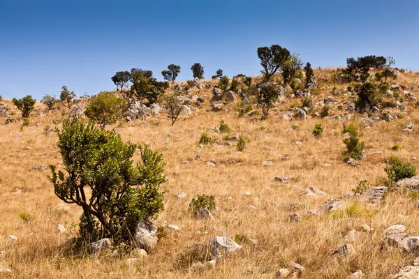 Montagna rocciosa lato con alberi — Foto Stock