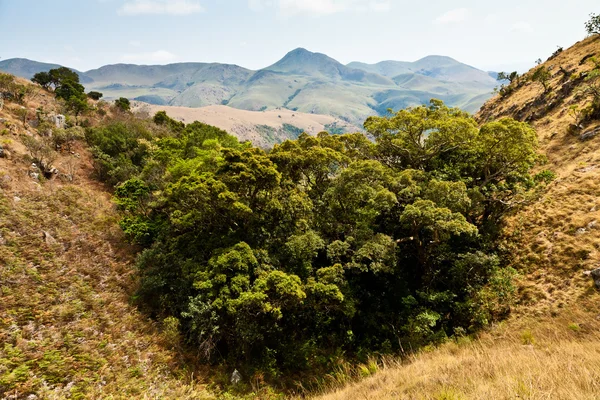 Bäume in einem Tal in einer Berglandschaft — Stockfoto