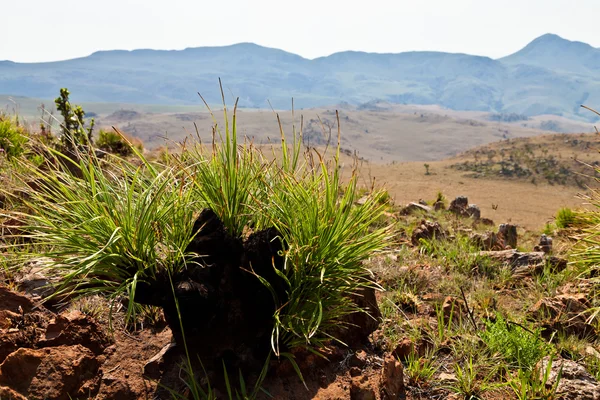 Plantera i en torr berglandskap — Stockfoto