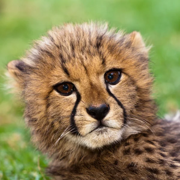 Leopardo joven acostado en la hierba —  Fotos de Stock