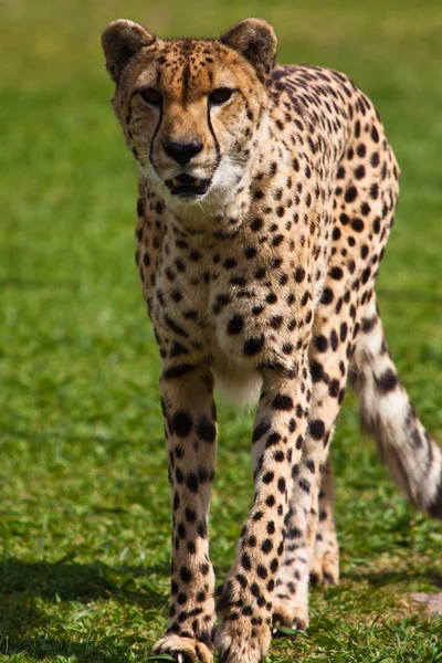Leopardo caminhando na grama — Fotografia de Stock