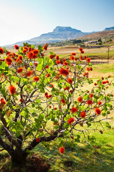 Árbol de flores rojas con montañas en la espalda — Foto de Stock