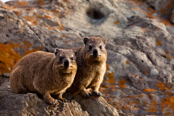 stock image Pair of hyrax animals sitting on a rock