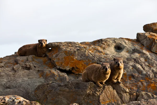 对非洲蹄兔动物坐在一块岩石上的 — 图库照片