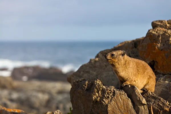 非洲蹄兔坐在海岸线岩石 — 图库照片
