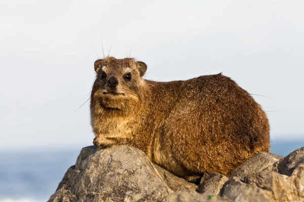 Hyrax assis sur un rocher — Photo