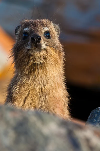 Curieux look hyrax animal — Photo