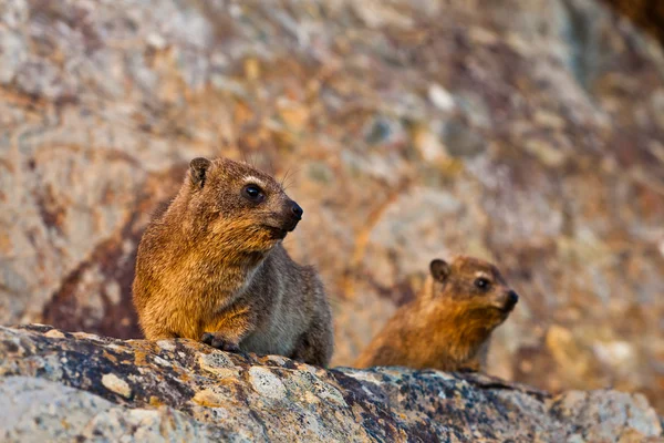 Par de animais hyrax sentados em uma rocha — Fotografia de Stock